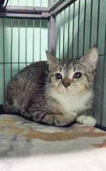 Domestic Short Hair Cats Available for Adoption in Fernandina Beach, Florida - LUNA | PetCurious