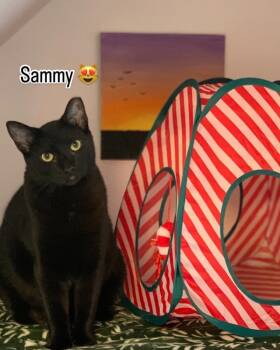 Rescue Domestic Short Hair Cats for Adoption in Colmar, Pennsylvania - Sammy | PetCurious