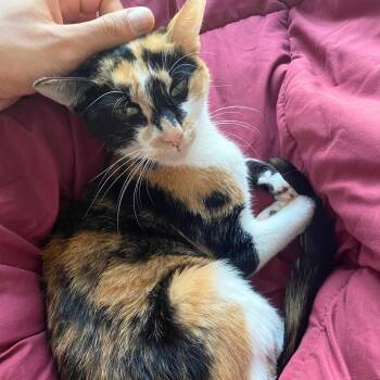 Tarte -  Domestic Short Hair Cat for Adoption - Tarte | PetCurious