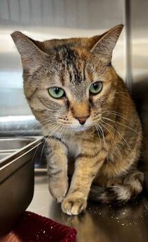 Domestic Short Hair Cats Available for Adoption in Logan, Utah - Chai | PetCurious