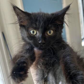 Pip Carlsbad -  Domestic Short Hair Cat for Adoption in Denver, Colorado - Pip Carlsbad | PetCurious