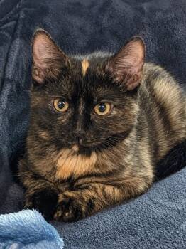 Isles -  Tortoiseshell and Domestic Short Hair Cat for Adoption in Greensburg, Pennsylvania - Isles | PetCurious