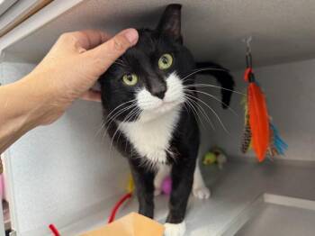 Domestic Short Hair Cats Available for Adoption in New York, New York - Noche | PetCurious