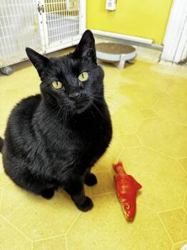 Domestic Short Hair Cats Available for Adoption in Albany, New York - Stewart | PetCurious