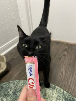 Wyoming -  Domestic Short Hair Cat for Adoption in Bryan, Texas - Wyoming | PetCurious