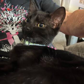 Daisy -  Domestic Short Hair Cat for Adoption in Odenton, Maryland - Daisy | PetCurious