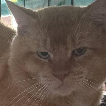 Hubby -  Domestic Short Hair Cat for Adoption in Long Beach, California - Hubby | PetCurious
