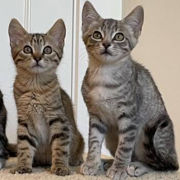 Franklin -  Domestic Short Hair Cat for Adoption in Santa Rosa, California - Franklin | PetCurious