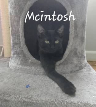 McIntosh -  Domestic Short Hair Cat for Adoption in Wheaton, Illinois - McIntosh | PetCurious