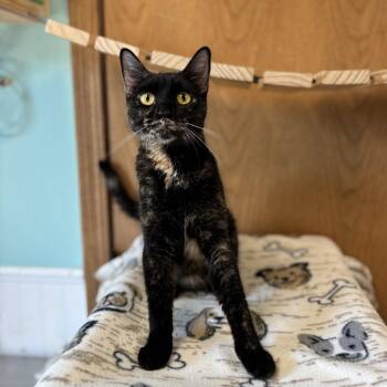 Enchantress -  Domestic Short Hair Cat for Adoption in Fargo, North Dakota - Enchantress | PetCurious