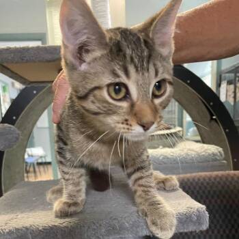 Johnny -  Domestic Medium Hair Cat for Adoption in Spencer, Indiana - Johnny | PetCurious