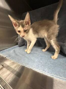 LUIGI -  Domestic Short Hair Cat for Adoption - LUIGI | PetCurious