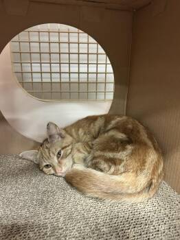 Domestic Short Hair Cats Available for Adoption - Peaches | PetCurious