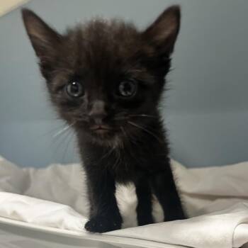 Grease -  Domestic Short Hair Cat for Adoption in Chattanooga, Tennessee - Grease | PetCurious