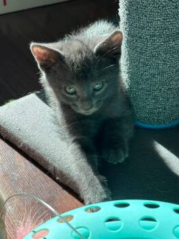 Nova -  Domestic Short Hair Cat for Adoption in Ephrata, Washington - Nova | PetCurious