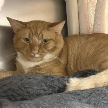 Tigger -  Domestic Short Hair Cat for Adoption in York, Pennsylvania - Tigger | PetCurious