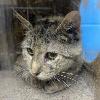 Penelope -  Domestic Short Hair Cat for Adoption in Cheyenne, Wyoming - Penelope | PetCurious
