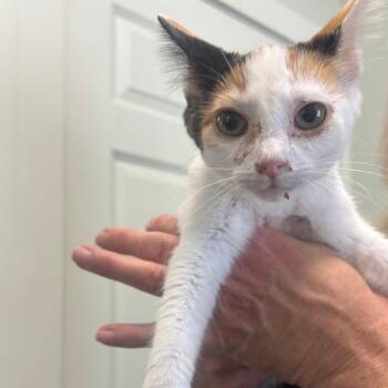 Yelby -  Domestic Short Hair Cat for Adoption in Jasper, Indiana - Yelby | PetCurious