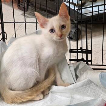 Flame -  Domestic Short Hair and Siamese Cat for Adoption in Fort Worth, Texas - Flame | PetCurious