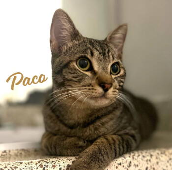 Rescue Tabby and Domestic Short Hair Cats for Adoption in Houston, Texas - Paco #bold-adventurer | PetCurious