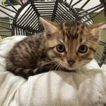 Domestic Short Hair Cats Available for Adoption in Lewisville, Texas - Molly (RW#5) | PetCurious