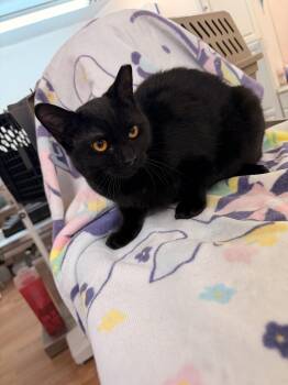 Domestic Short Hair Cats Available for Adoption in Scranton, Pennsylvania - Tiramisu  | PetCurious