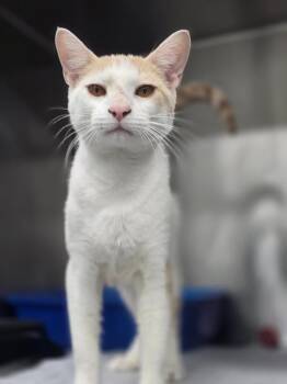Domestic Short Hair Cats Available for Adoption in Danielsville, Georgia - Eddie | PetCurious