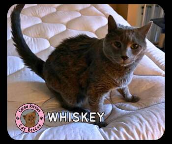 Whiskey -  Domestic Short Hair Cat for Adoption in Hershey, Pennsylvania - Whiskey | PetCurious