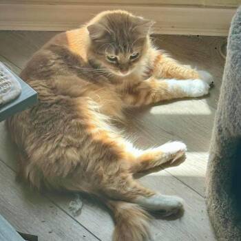 Nora -  Domestic Medium Hair and Tabby Cat Available for Adoption in Lubbock, Texas - Nora | PetCurious