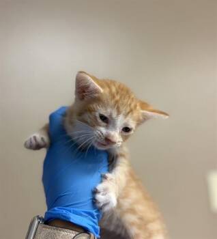PETEY -  Domestic Short Hair Cat for Adoption in Conroe, Texas - PETEY | PetCurious