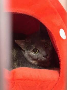 Domestic Short Hair Cats Available for Adoption in Muskegon, Michigan - Khloe | PetCurious