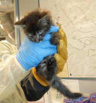JUNIPER -  Domestic Medium Hair Cat for Adoption in San Jose, California - JUNIPER | PetCurious