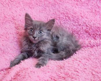 Ashley -  Domestic Long Hair and Nebelung Cat for Adoption in St. Augustine, Florida - Ashley | PetCurious