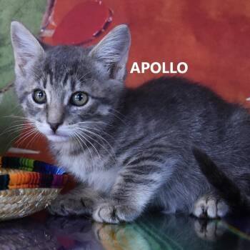 Apollo -  Domestic Short Hair Cat for Adoption in Yuma, Arizona - Apollo | PetCurious