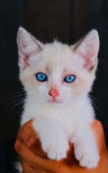 Awaze -  Siamese Cat for Adoption in San Diego, California - Awaze | PetCurious