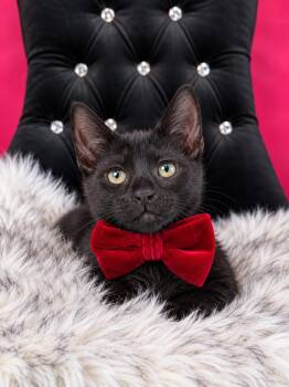 Dobby -  Bombay and Domestic Short Hair Cat for Adoption in Pasadena, Texas - Dobby | PetCurious