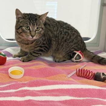 Domestic Short Hair Cats Available for Adoption - Elf | PetCurious