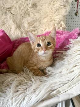 Tomfoolery -  Domestic Short Hair Cat for Adoption in Jefferson, Louisiana - Tomfoolery | PetCurious