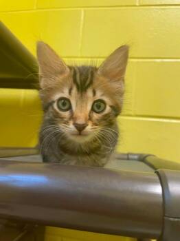 Mingi -  Domestic Short Hair Cat for Adoption in Hamilton, Ohio - Mingi | PetCurious