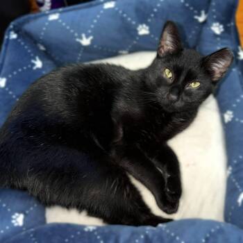 Catticus (sleek and sweet gentleman) -  Domestic Short Hair Cat for Adoption in Lemoyne, Pennsylvania - Catticus (sleek And Sweet Gentleman) | PetCurious