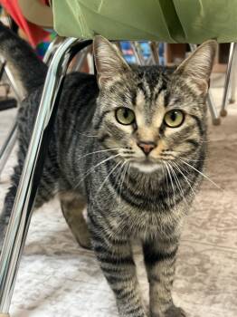 Daenerys -  Domestic Short Hair Cat for Adoption in Mission Viejo, California - Daenerys | PetCurious