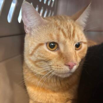 Sundrop -  Domestic Short Hair Cat for Adoption in Allentown, Pennsylvania - Sundrop | PetCurious