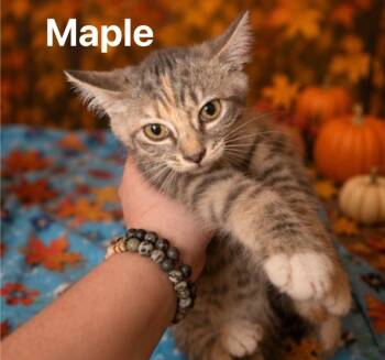 Maple -  Domestic Short Hair Cat for Adoption in Johnson City, Tennessee - Maple | PetCurious