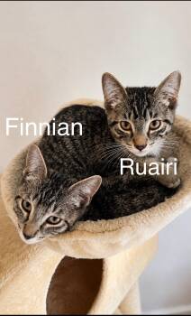 Finnian -  Domestic Short Hair Cat for Adoption in Tucson, Arizona - Finnian | PetCurious