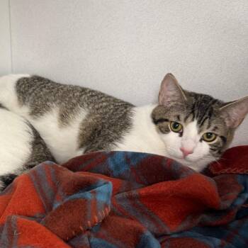 Biscuit ARC2026-576 -  American Shorthair Cat for Adoption in Akron, New York - Biscuit ARC2026-576 | PetCurious