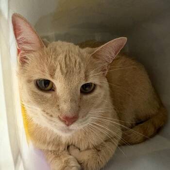 Cheeto -  Domestic Short Hair Cat for Adoption in Manhattan, Kansas - Cheeto | PetCurious