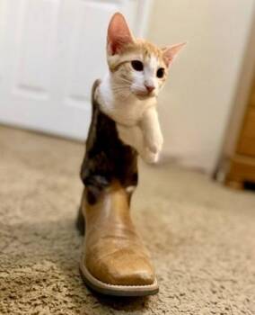 Ernie (pre adopt) -  Domestic Short Hair Cat for Adoption in Fort Worth, Texas - Ernie (pre Adopt) | PetCurious