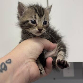 Pancake -  Domestic Short Hair Cat for Adoption in Spokane, Washington - Pancake | PetCurious
