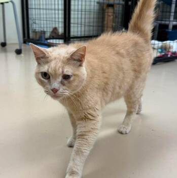 Rudy (bonded pair) -  Domestic Short Hair Cat for Adoption in Maryville, Missouri - Rudy (bonded Pair) | PetCurious