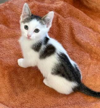 Karl -  Domestic Short Hair Cat for Adoption in Millcreek, Utah - Karl | PetCurious